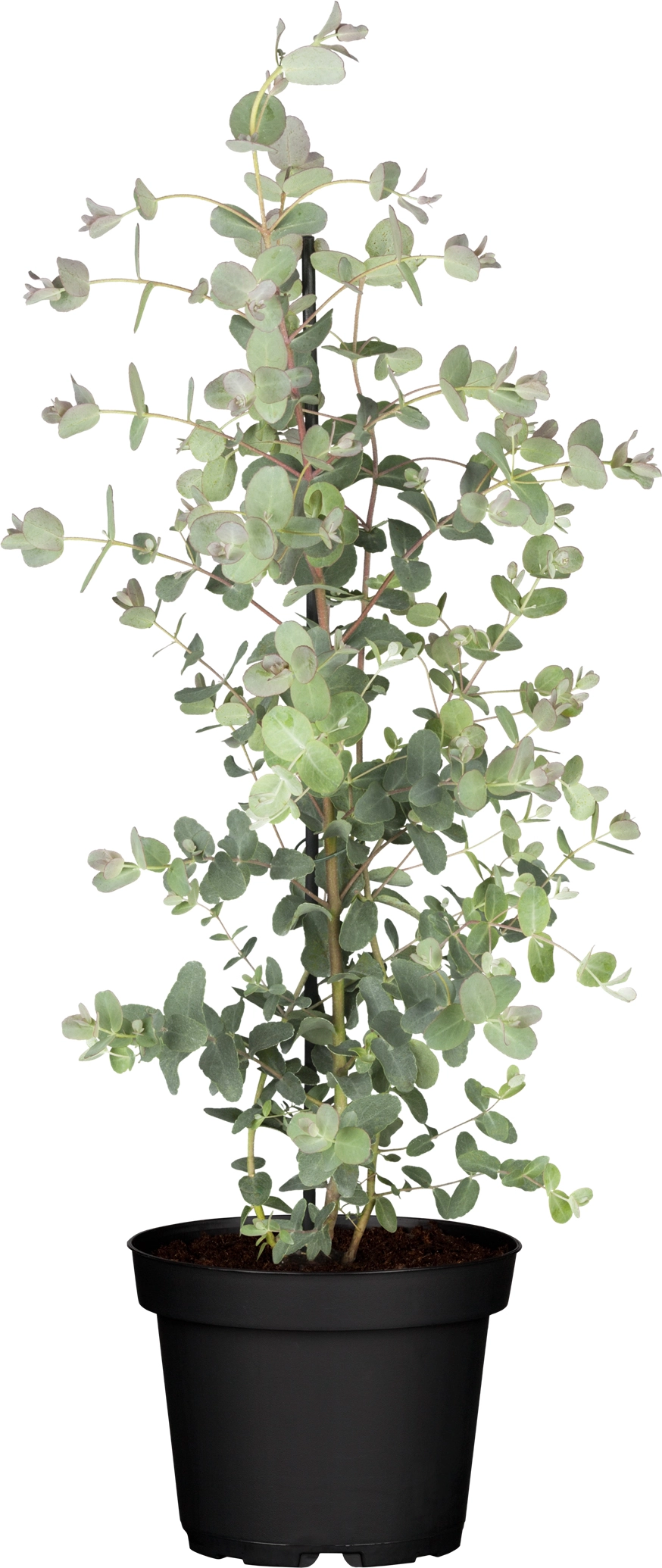 Eukalyptus kaufen bei OBI